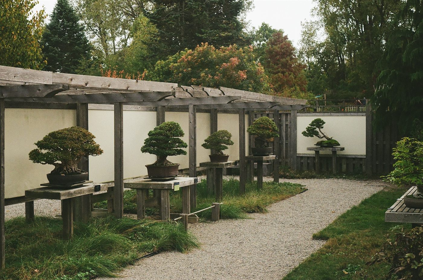 A row of bonsai trees on wooden stands beneath a pergola, with autumn foliage behind.