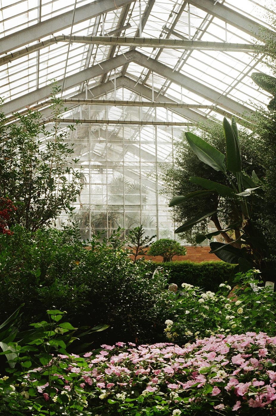 Inside a glasshouse conservatory, looking up at the peaked glass roof over dense greenery, with pink flowers in the foreground.