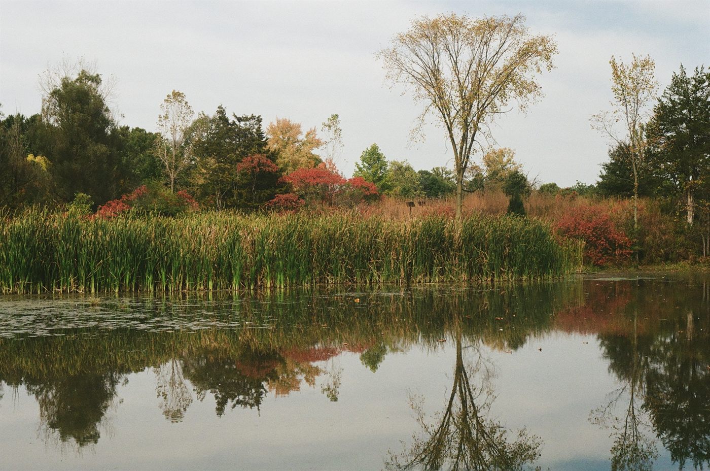Cattails and autumn trees reflected in the still water of a pond.